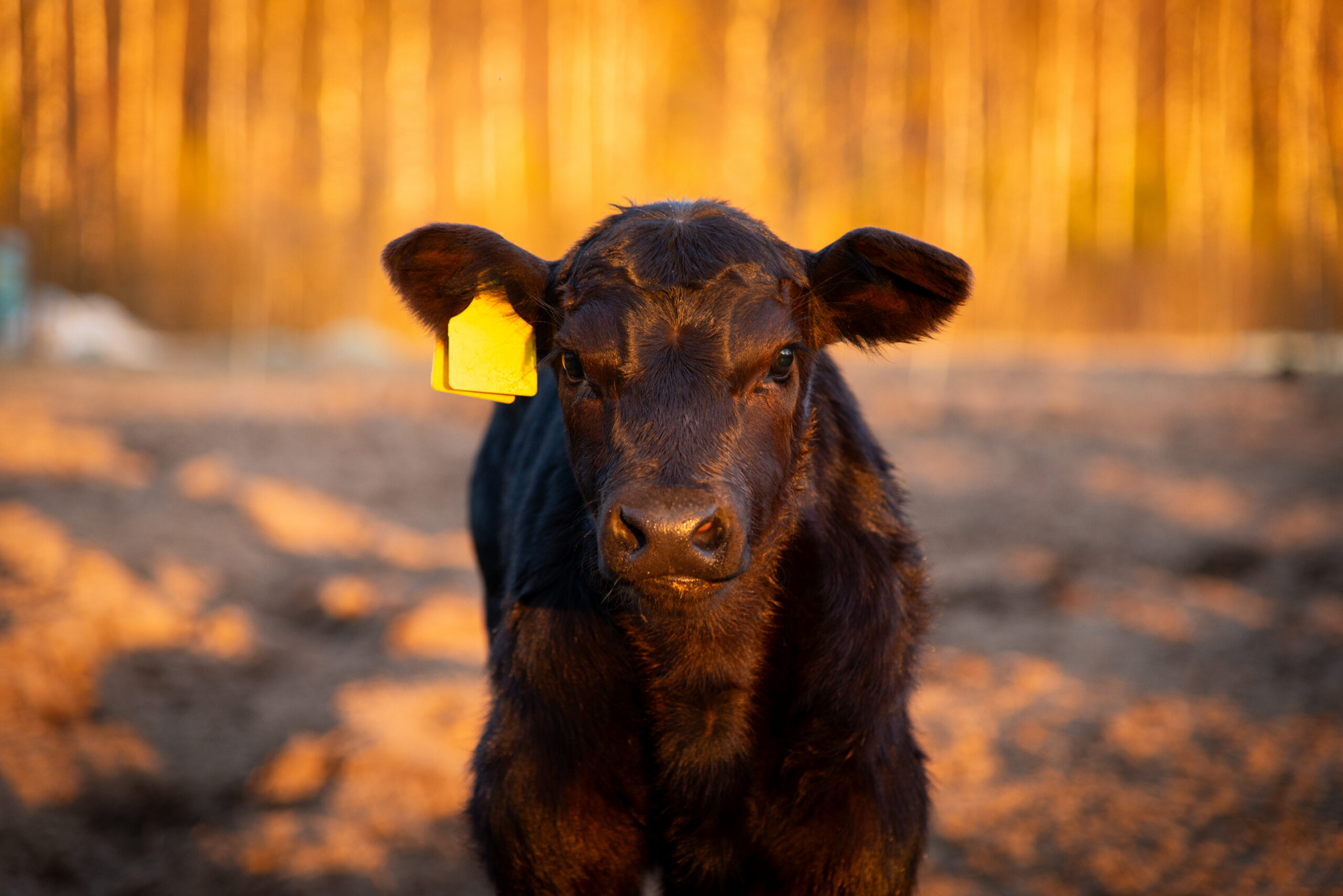 black beef calf